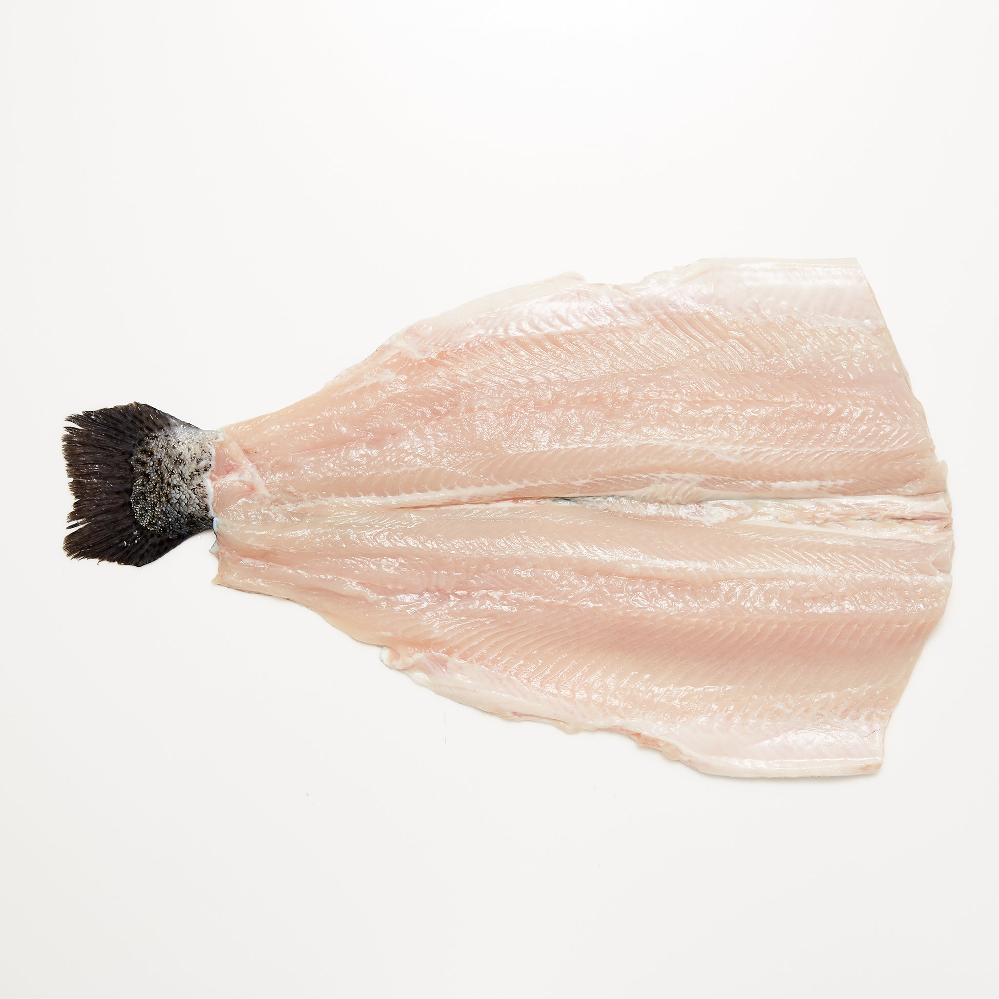 Rainbow Trout available from Golden State Seafood