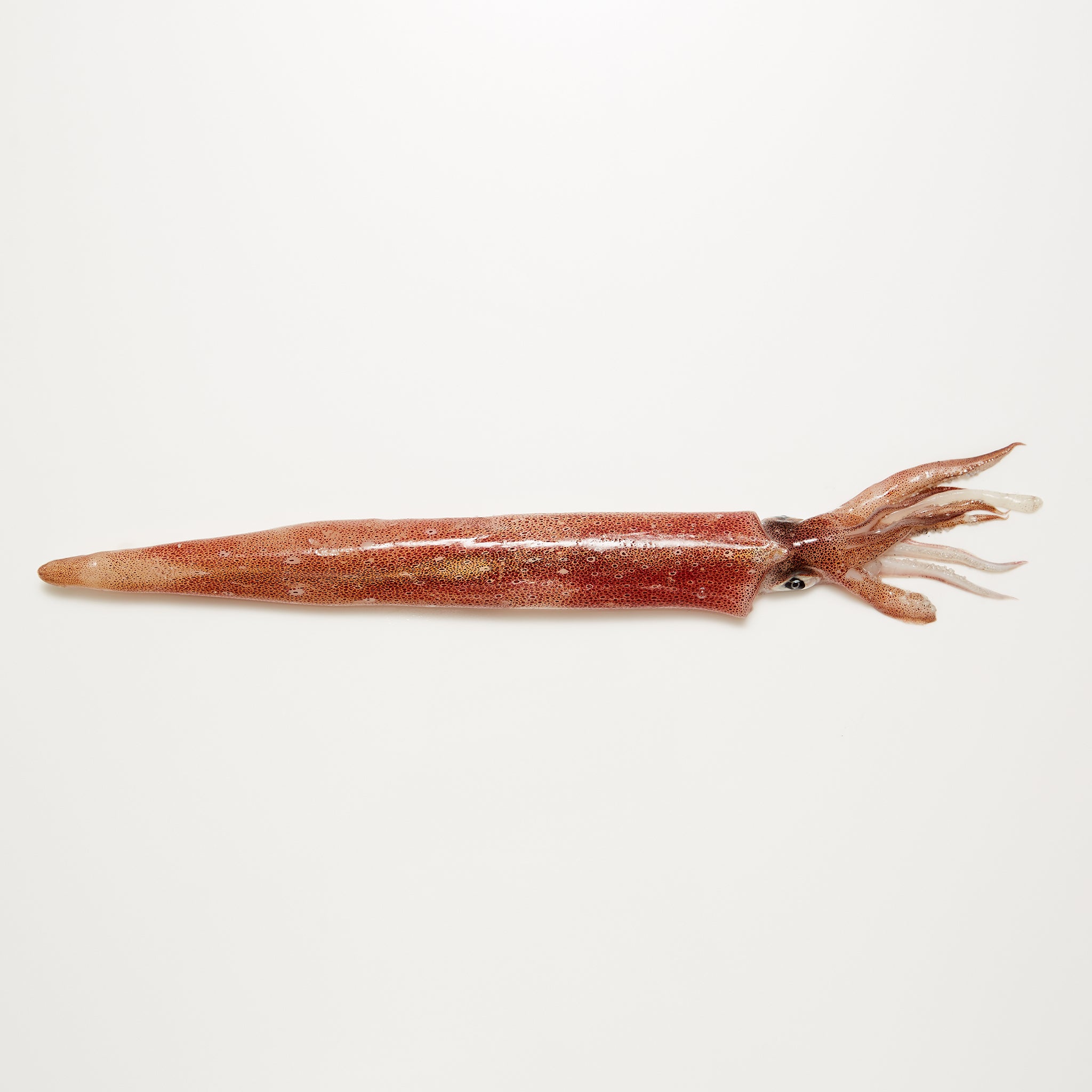 Squid available from Golden State Seafood