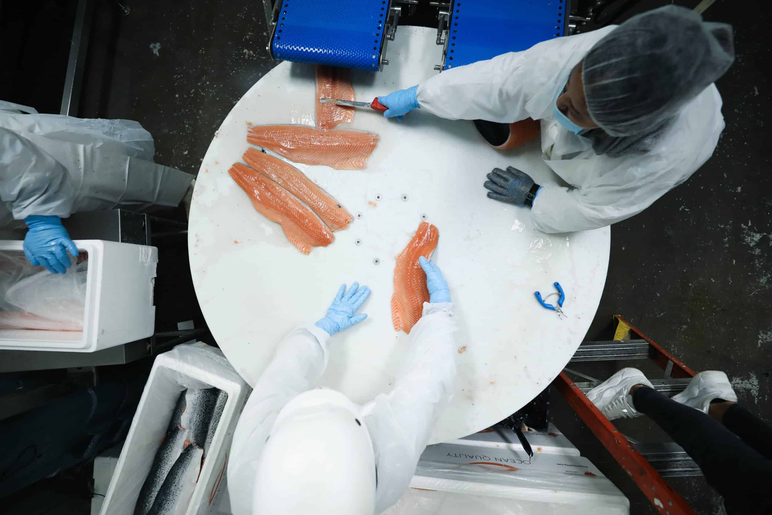 Portioned salmon prepared for customers