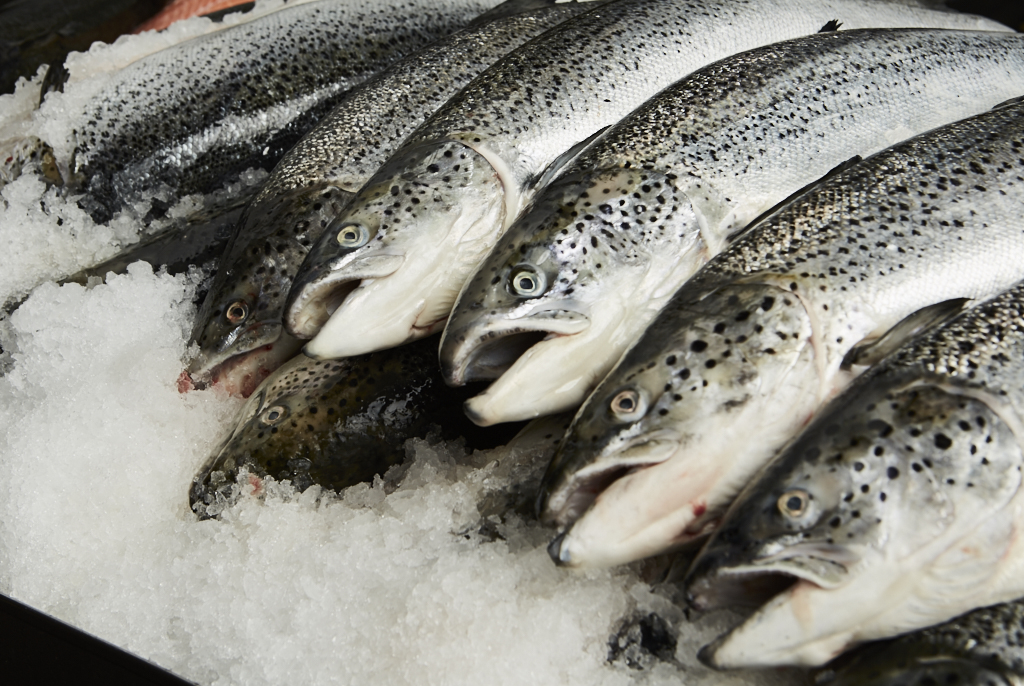 Whole fresh salmon displayed on ice
